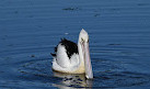 Waterbird Refuge