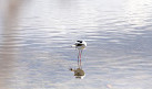 Waterbird Refuge