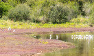 Waterbird Refuge