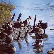 Waterbird Refuge