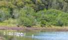 Waterbird Refuge