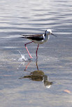 Waterbird Refuge