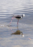 Waterbird Refuge