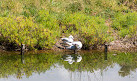 Waterbird Refuge