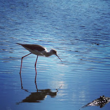 Waterbird Refuge