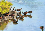 Waterbird Refuge