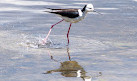 Waterbird Refuge