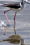 Waterbird Refuge