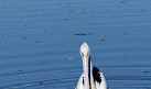 Waterbird Refuge