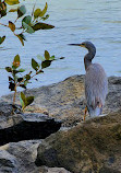 Waterbird Refuge