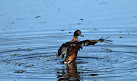 Waterbird Refuge