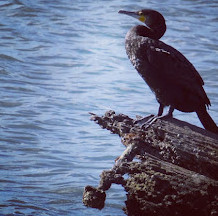 Waterbird Refuge