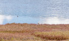 Waterbird Refuge