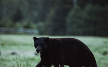 Clayoquot Wilderness Lodge