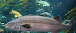 Vancouver-aquarium