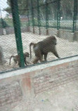 Safari Zoo Lahore