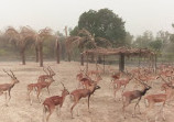 Safari Zoo Lahore