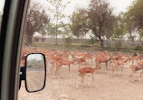 Safari Zoo Lahore