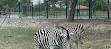 Safari Zoo Lahore