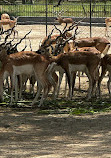 Safari Zoo Lahore