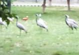 Safari Zoo Lahore