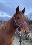 Castlewood Stables