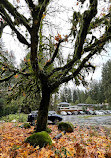 Lynn Valley Park