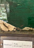 Capilano River Hatchery