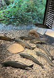 Capilano River Hatchery