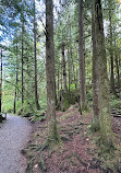 Capilano River Hatchery