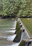 Capilano River Hatchery