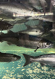 Capilano River Hatchery