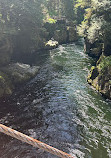 Capilano River Hatchery