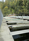 Capilano River Hatchery