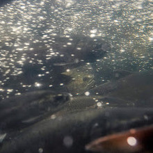 Capilano River Hatchery