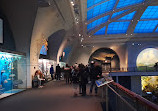 American Museum of Natural History