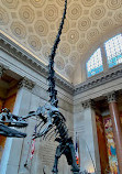 American Museum of Natural History