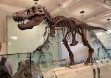 American Museum of Natural History