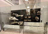 American Museum of Natural History