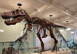 American Museum of Natural History