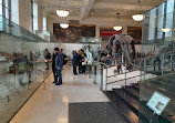 American Museum of Natural History