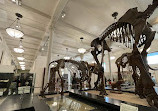 American Museum of Natural History