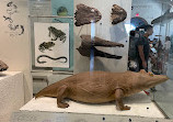 American Museum of Natural History