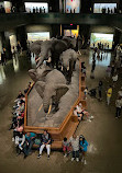 American Museum of Natural History