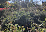 Monarch Butterfly Garden