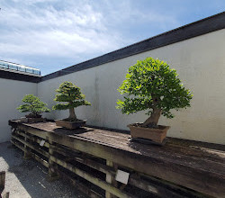 Arboreto nazionale degli Stati Uniti