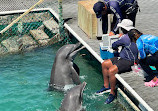 Dolphin Discovery Isla Mujeres