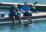 Dolphin Discovery Isla Mujeres