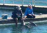 Dolphin Discovery Isla Mujeres