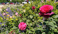 Giardino delle rose di Kathrine Dulin Folger